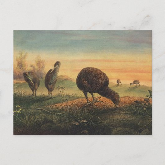 マンテルズ・アプテリックスbyジョセフ・ウルフ ポストカード (正面)