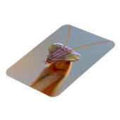 マンテ祈ィッド マグネット (左側)