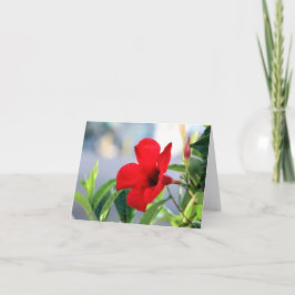 マンデビラ カード