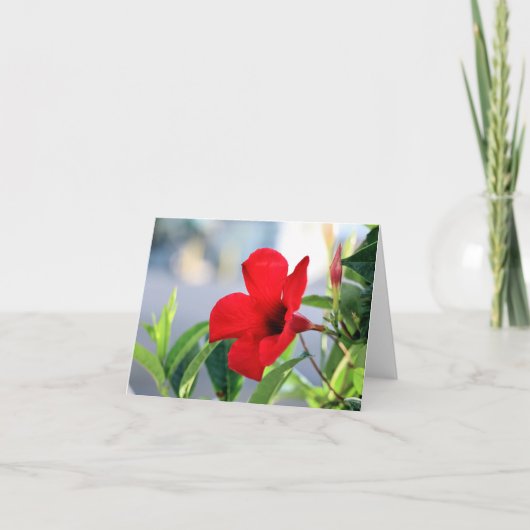 マンデビラ カード (正面)