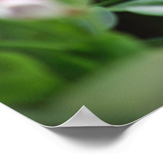 マンデヴィラのハミングバード ポスター (角)