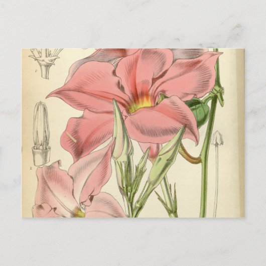 マンデヴィラマルティアナ ポストカード (正面)