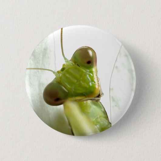 マント 缶バッジ (正面)