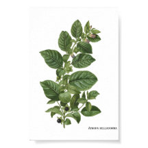 マンドラゴラの植物画 ベラドンナ
