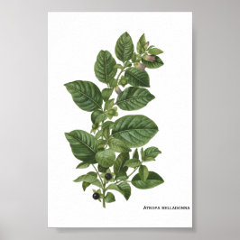 マンドラゴラの植物画 ベラドンナ ポスター