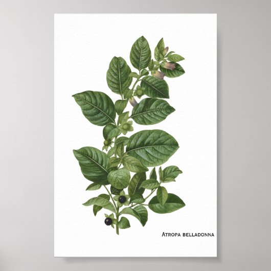 マンドラゴラの植物画 ベラドンナ ポスター (正面)