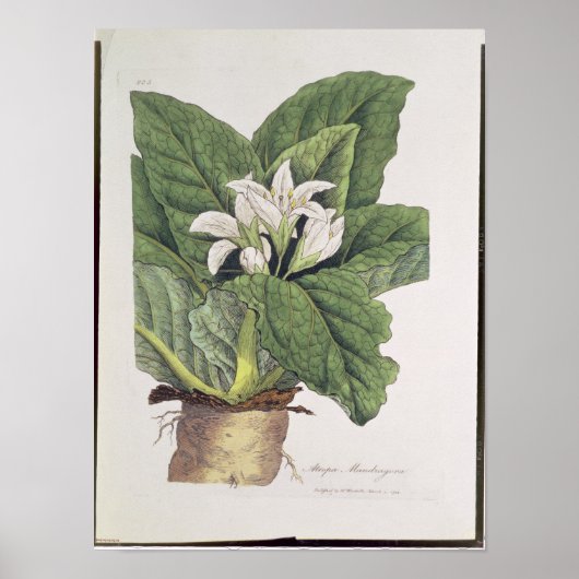 マンドラゴラアトロパ ポスター (正面)