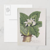 マンドラゴラアトロパ ポストカード (正面/裏面)