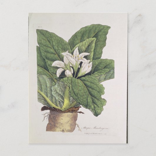 マンドラゴラアトロパ ポストカード (正面)