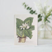 マンドラゴラアトロパ ポストカード (スタンド正面)