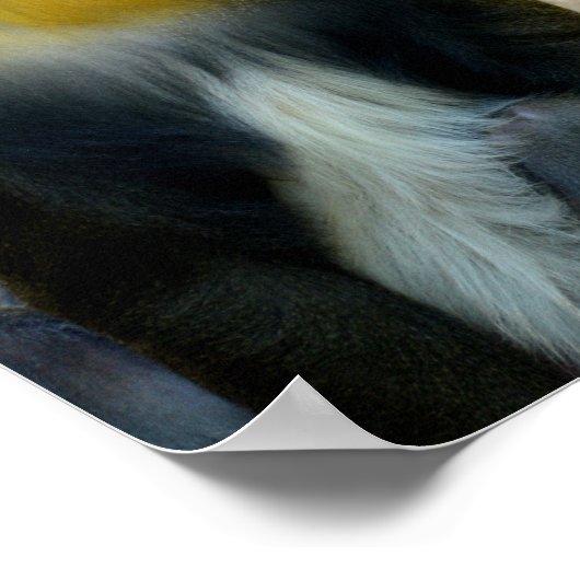 マンドリル ポスター (角)