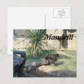 マンドリル ポストカード (正面/裏面)