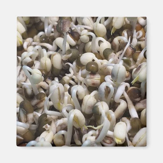 マンビーンズ（グリーングラム） マグネット (正面)