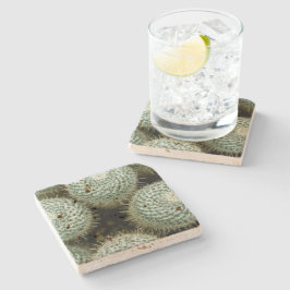 マンミラリア・ハニーナ ストーンコースター