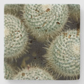 マンミラリア・ハニーナ ストーンコースター (正面)