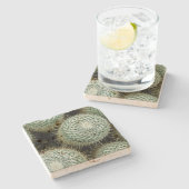 マンミラリア・ハニーナ ストーンコースター (横)