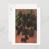 マンモスのフルーツクロモリトグラフ ポストカード (正面/裏面)