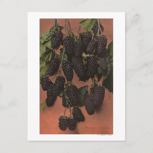 マンモスのフルーツクロモリトグラフ ポストカード (正面)