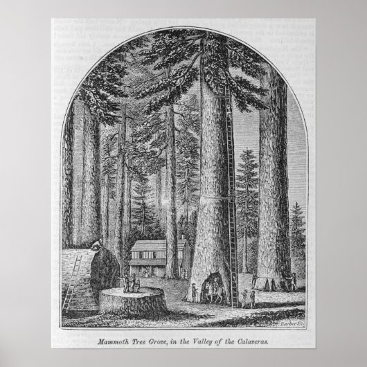 マンモスの木の林の谷 ポスター (正面)