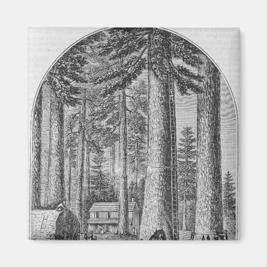 マンモスの木の林の谷 マグネット (正面)