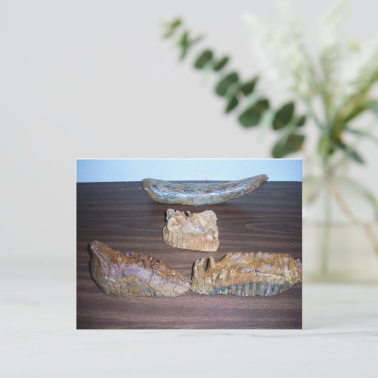 マンモスの歯の牙の先端 ポストカード (スタンド正面)