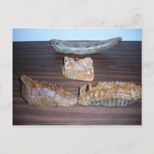 マンモスの歯の牙の先端 ポストカード (正面)