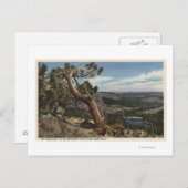 マンモスクレストのティンバーライン ポストカード (正面/裏面)