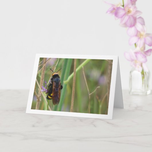 マンモスバスク – メガソリアマクラタカード カード (蘭)