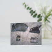 マンモス歯(2) ポストカード (スタンド正面)