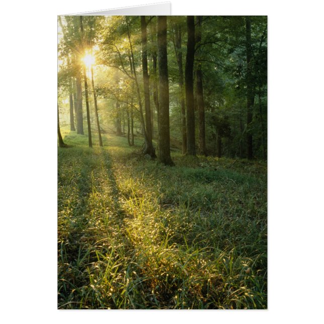 マンモス、カシとヒッコリーの森を通るサンライズ (正面)