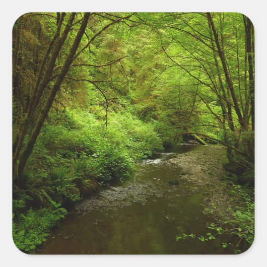 マン失ったクリークIアットレッドウッド国立公園 スクエアシール (正面)