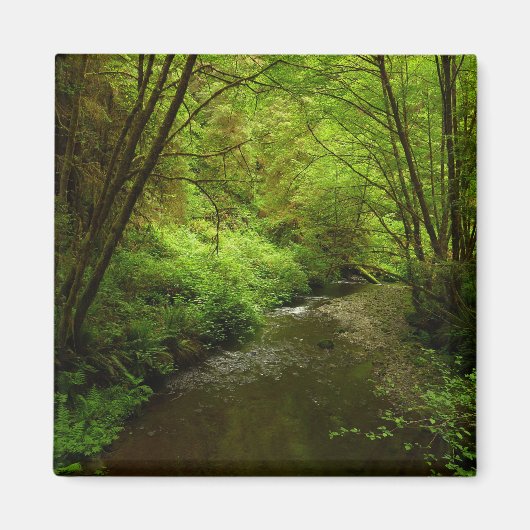 マン失ったクリークIアットレッドウッド国立公園 マグネット (正面)