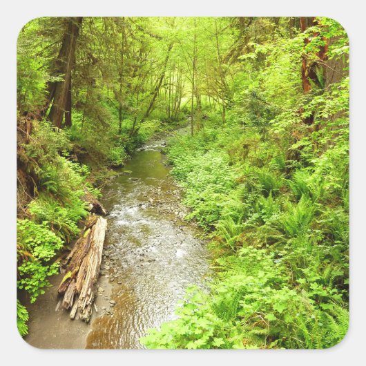 マン失ったクリークIIアットレッドウッド国立公園 スクエアシール (正面)