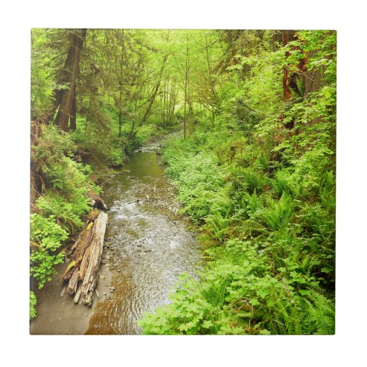 マン失ったクリークIIアットレッドウッド国立公園 タイル (正面)