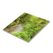 マン失ったクリークIIアットレッドウッド国立公園 タイル (側面)