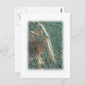 マン祈ティス ポストカード (正面/裏面)