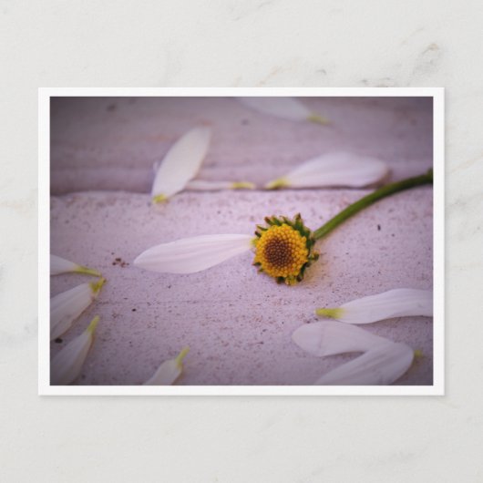 「マーガレットが言った：YES!」はがき ポストカード (正面)