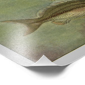 マーガートフィッシュヴィンテージフィッシュプリント フォトプリント            (角)