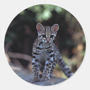 マーゲイ(フェリス・ウィエディ)の子猫 ラウンドシール