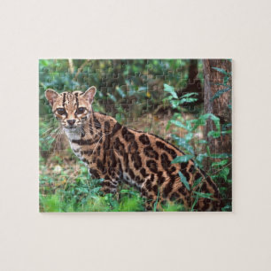 マーゲイ, Leopardus wiedi, メキシコ原産の ジグソーパズル
