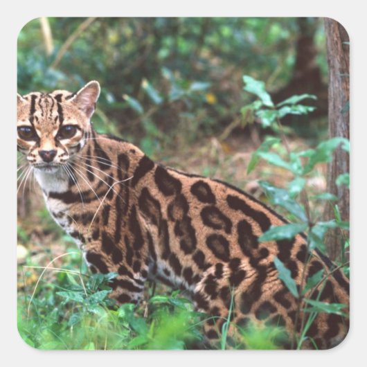 マーゲイ, Leopardus wiedi, メキシコ原産の スクエアシール (正面)