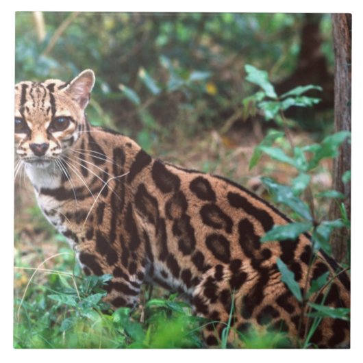 マーゲイ, Leopardus wiedi, メキシコ原産の タイル (正面)