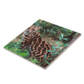 マーゲイ, Leopardus wiedi, メキシコ原産の タイル (側面)