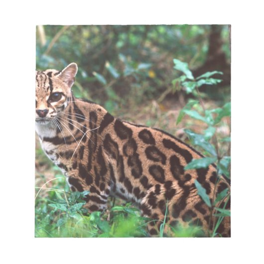 マーゲイ, Leopardus wiedi, メキシコ原産の ノートパッド (正面)