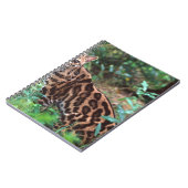 マーゲイ, Leopardus wiedi, メキシコ原産の ノートブック (左側)