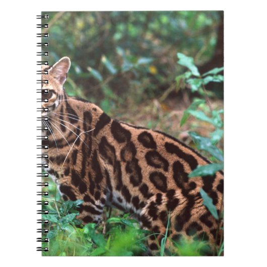 マーゲイ, Leopardus wiedi, メキシコ原産の ノートブック (正面)