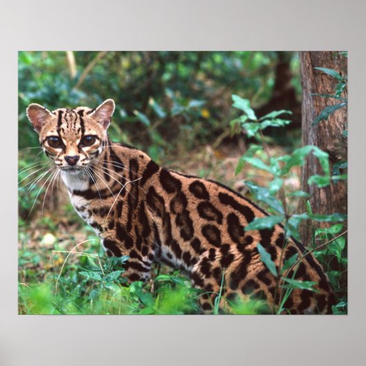 マーゲイ、Leopardus wiedi、メキシコ原産の ポスター (正面)