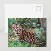 マーゲイ, Leopardus wiedi, メキシコ原産の ポストカード (正面/裏面)