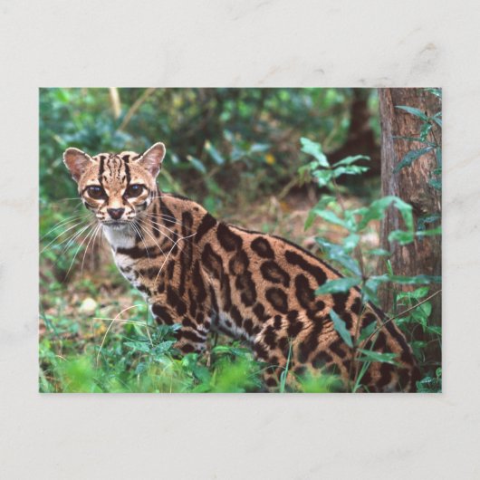 マーゲイ, Leopardus wiedi, メキシコ原産の ポストカード (正面)