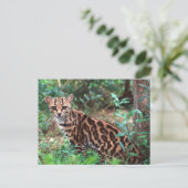 マーゲイ, Leopardus wiedi, メキシコ原産の ポストカード (スタンド正面)